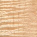 tiger maple