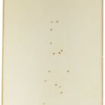 10 SPRG Brown Maple Parchment